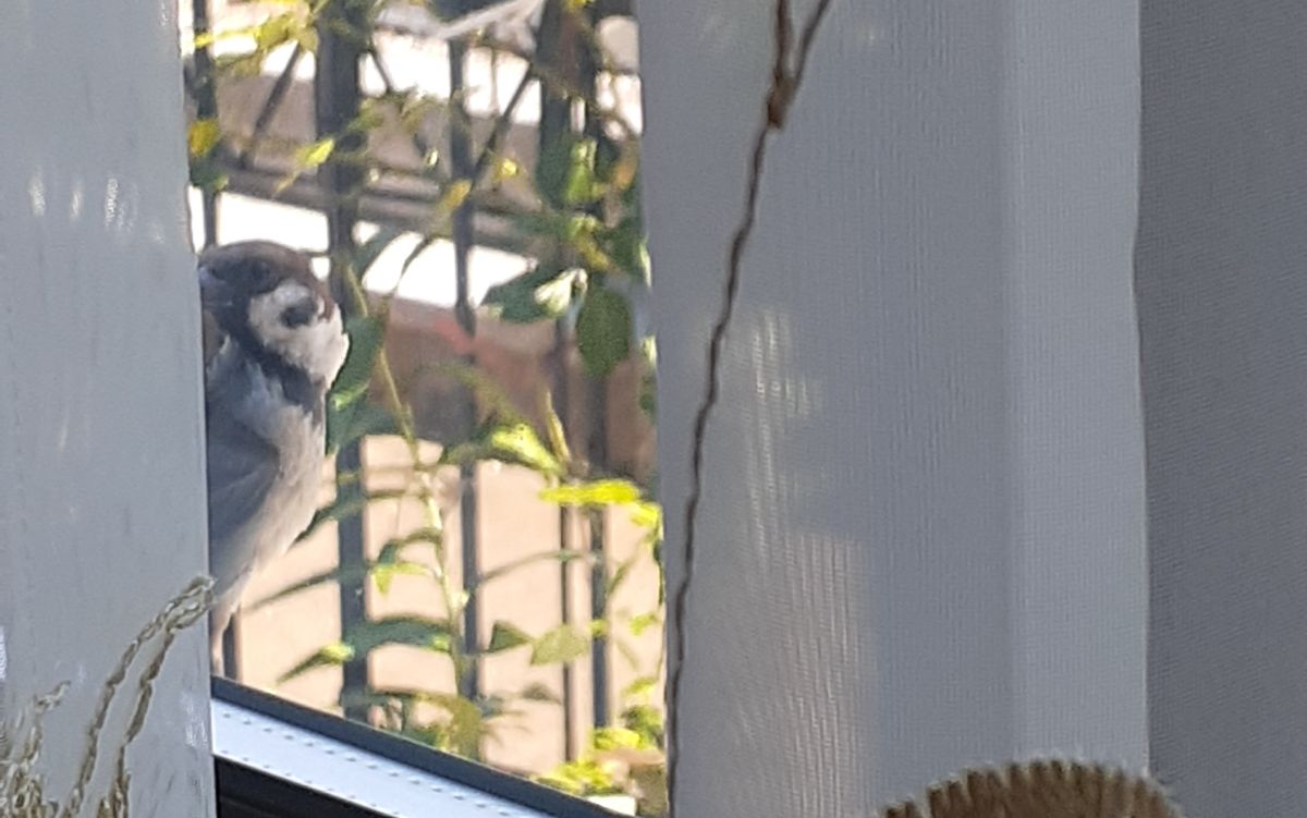 🐦何か御用ですか？🐦