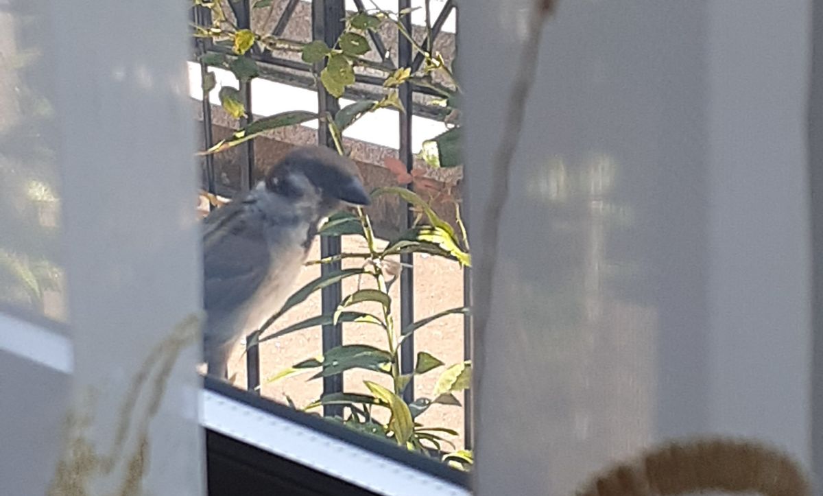 🐦何か御用ですか？🐦