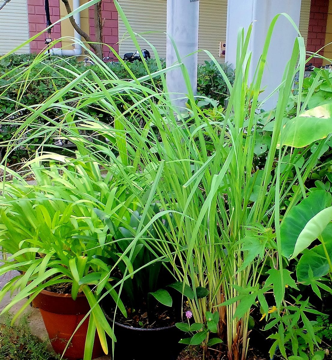 今日の植栽たち　丸葉ユーカリ　里芋　レモングラス