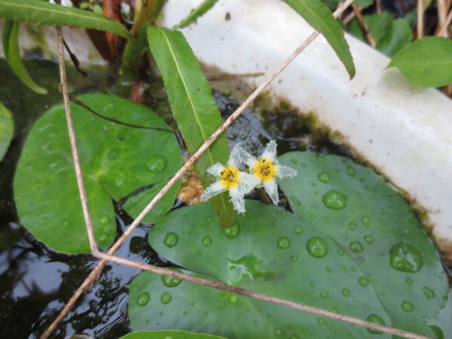 水辺の植物