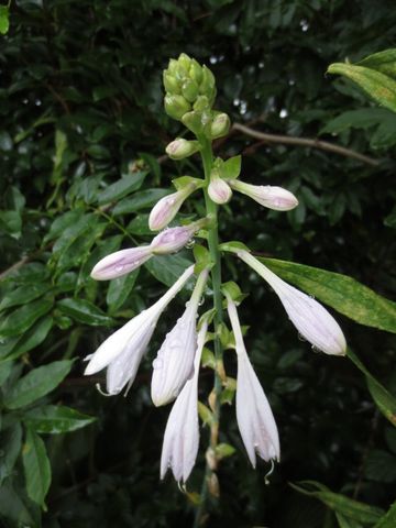 ギボウシ類は花期が長い