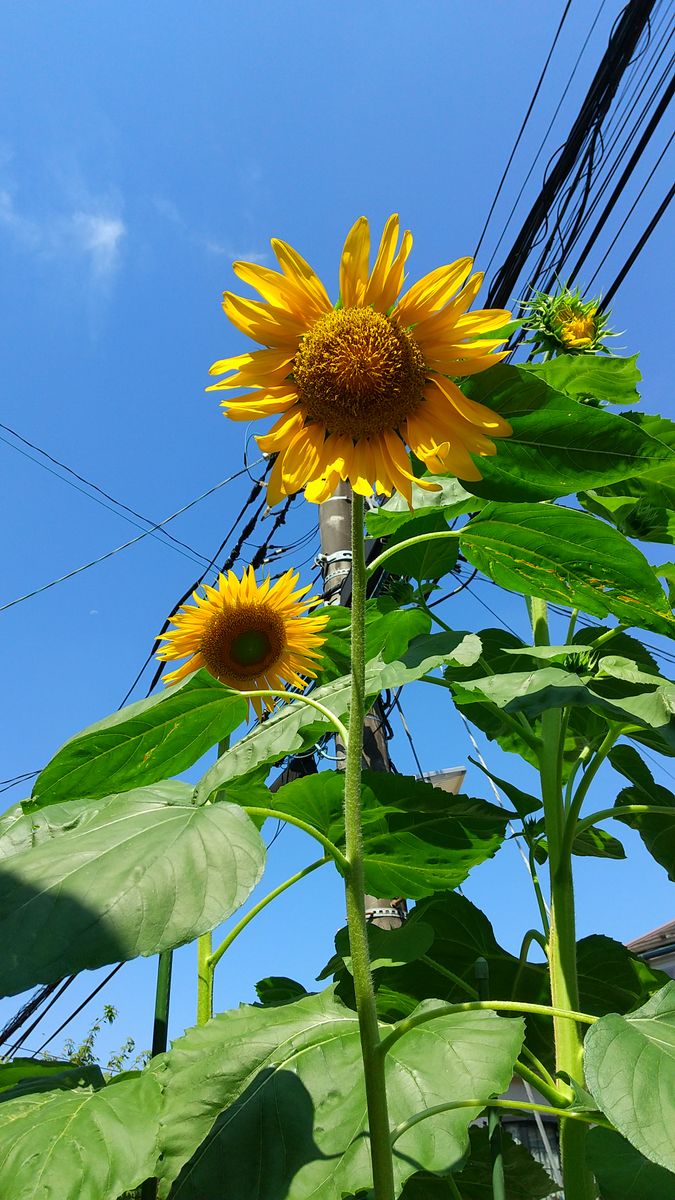 やっぱりひまわりは、青空に映えますね🌻☀️