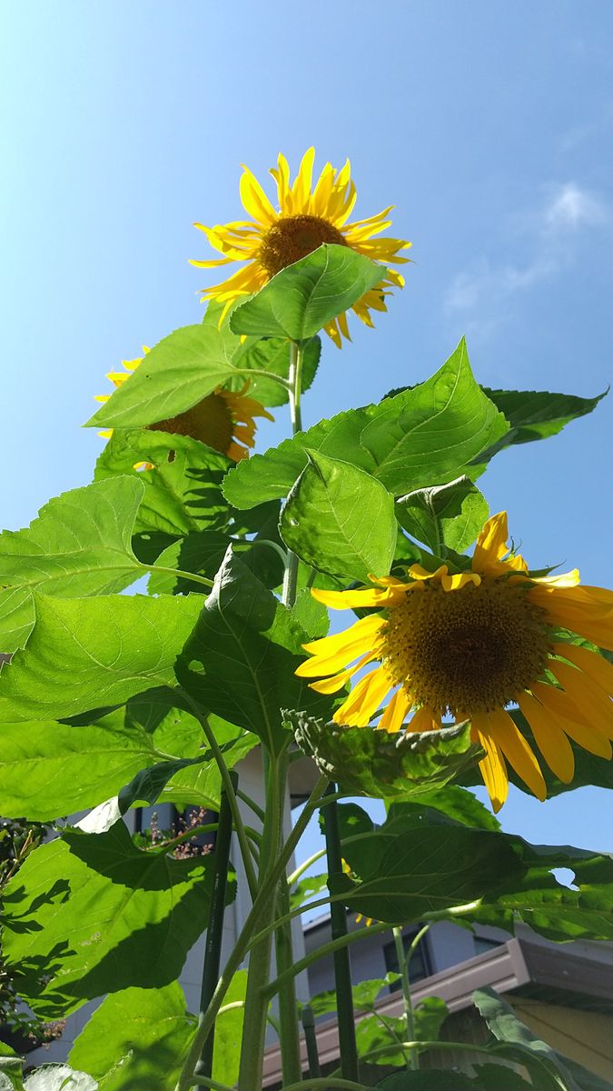 やっぱりひまわりは、青空に映えますね🌻☀️