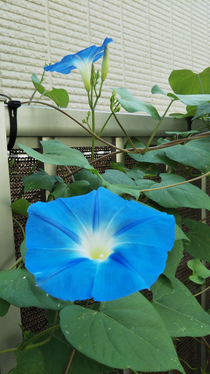 今日のお花たち８月１日