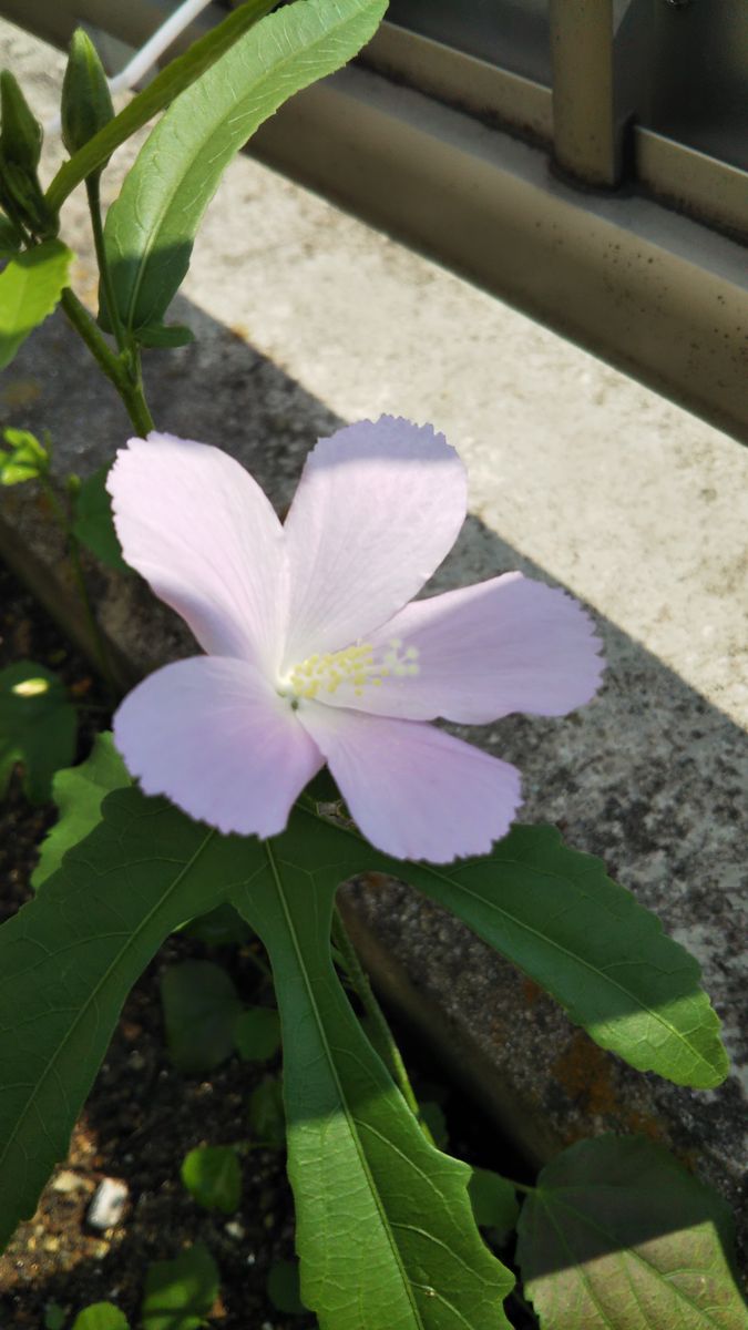 今日のお花たち８月１日