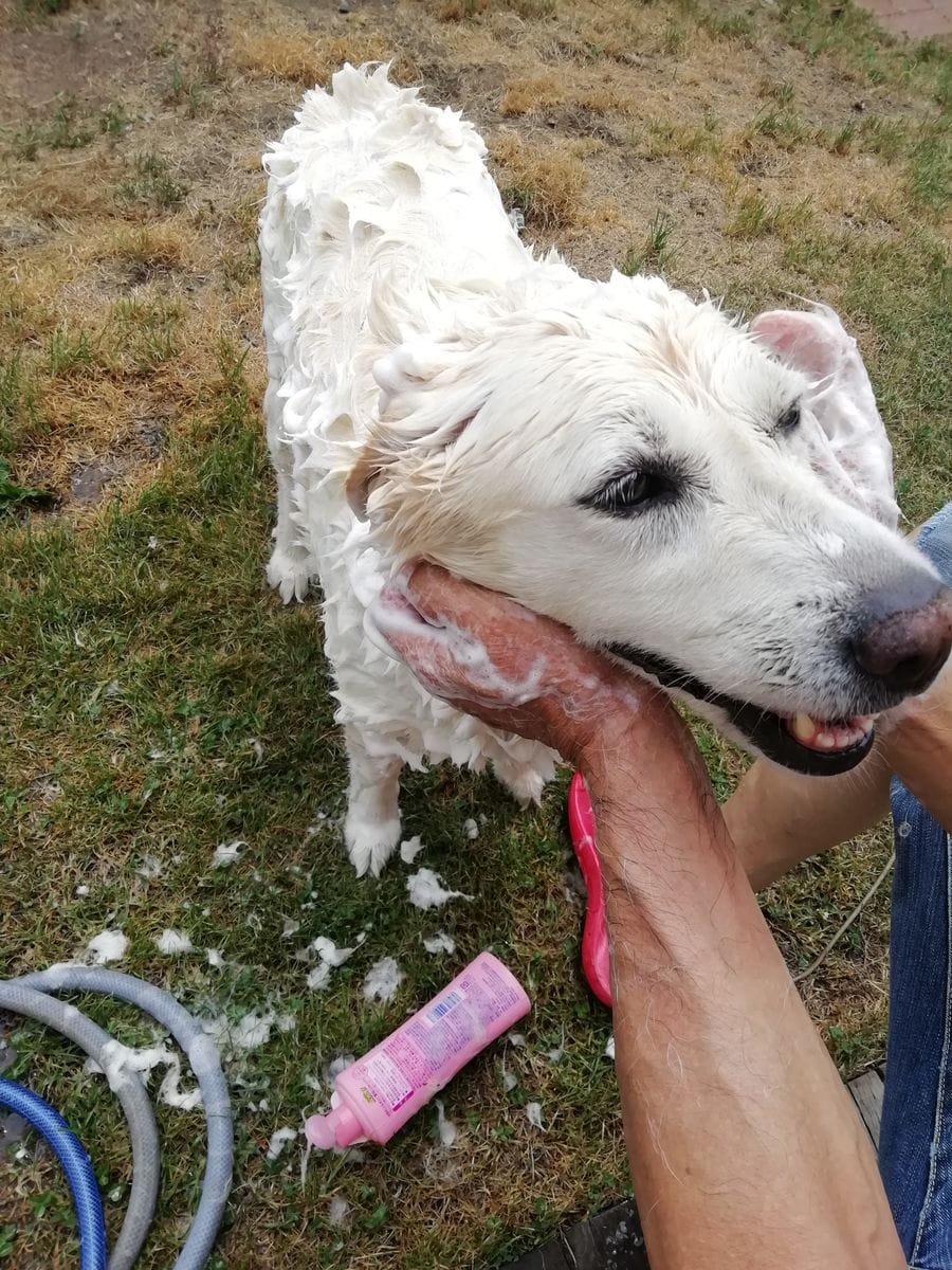 🐕ワンコのシャンプー🐕