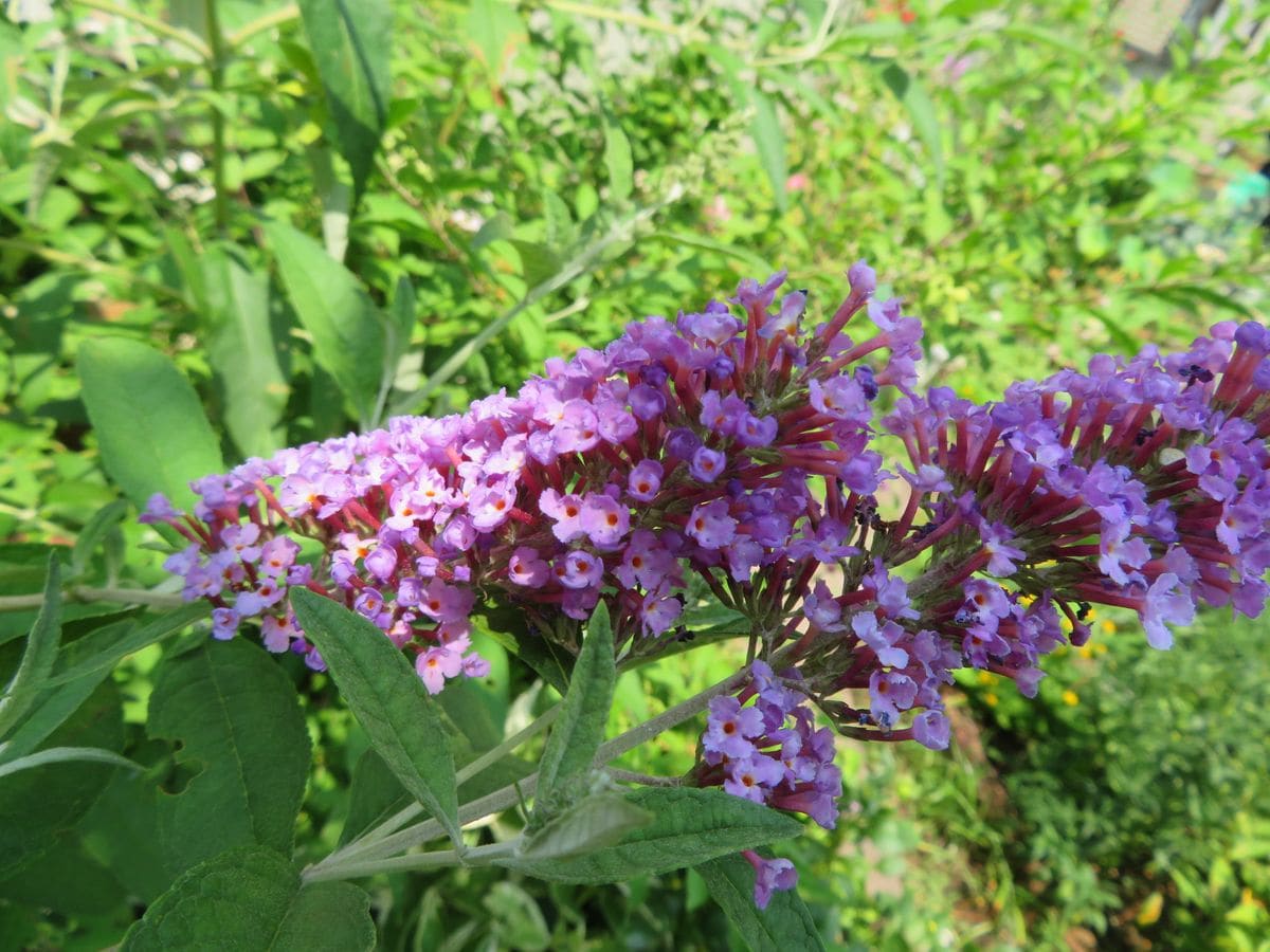 夏の花