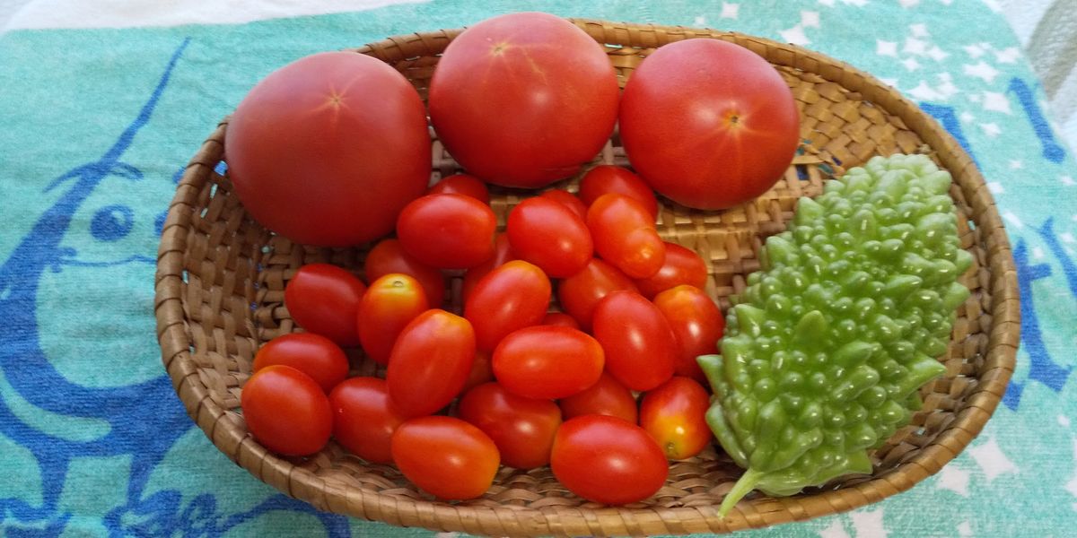 家庭菜園のトマト🍅とゴーヤ、収穫しましたー🍅