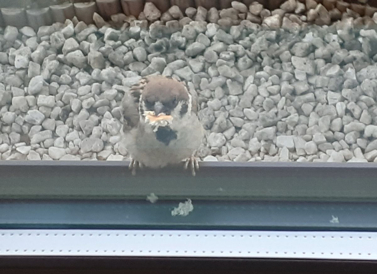 🐦口いっぱいにパンを咥えて☺️🐦