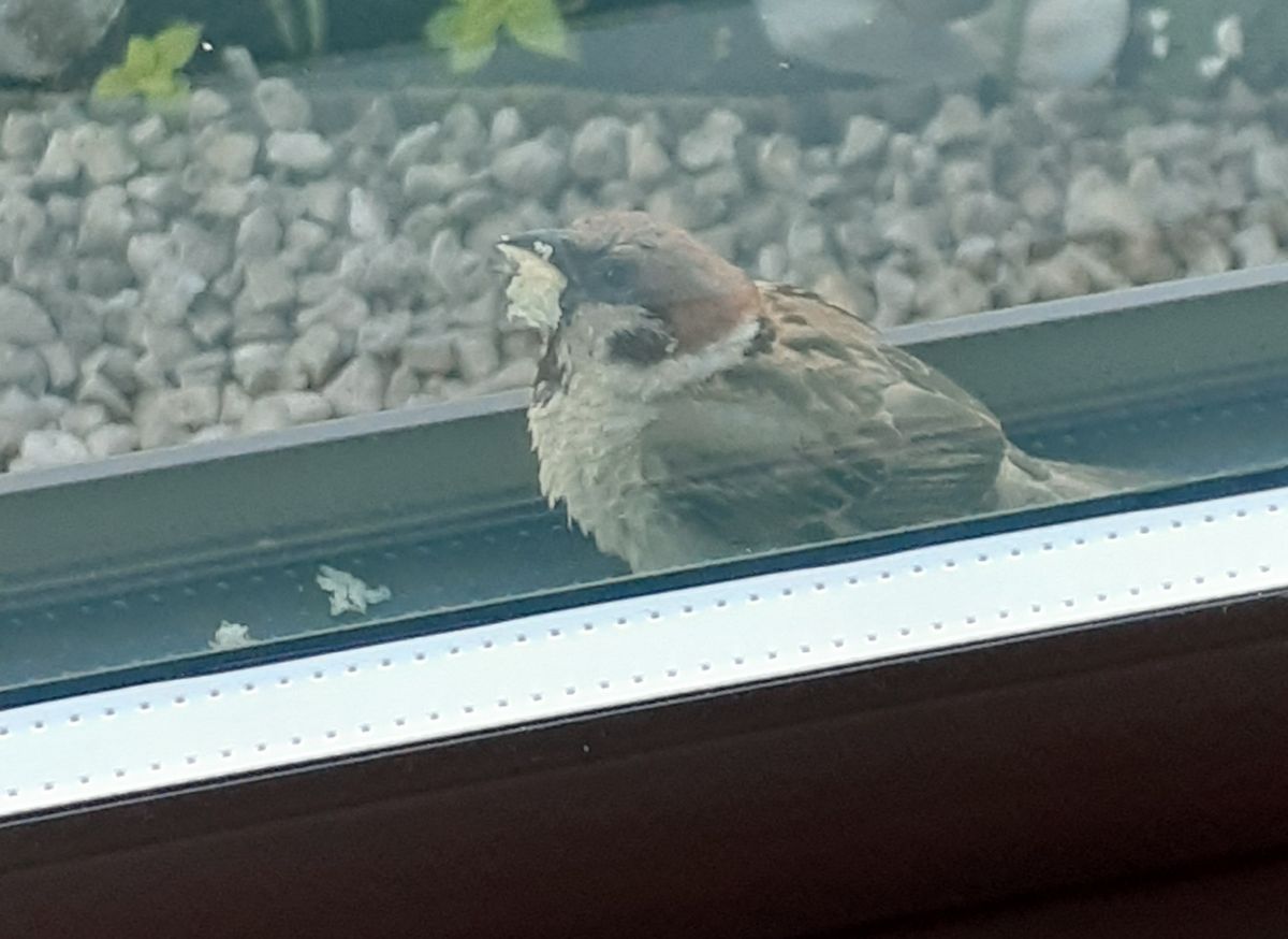 🐦口いっぱいにパンを咥えて☺️🐦