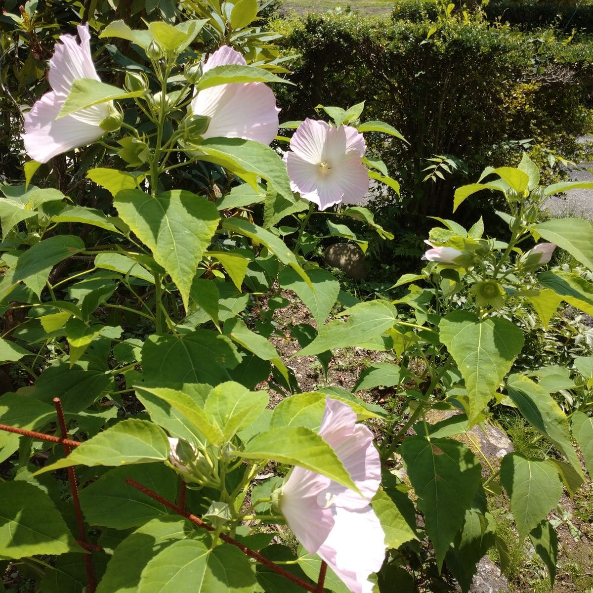 🌼咲きました😃