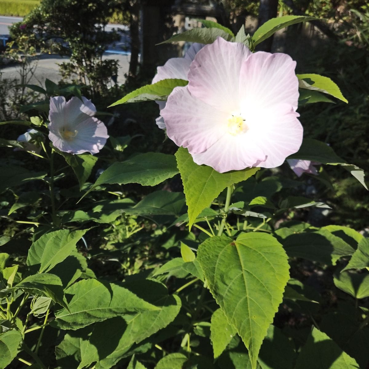 🌼咲きました😃