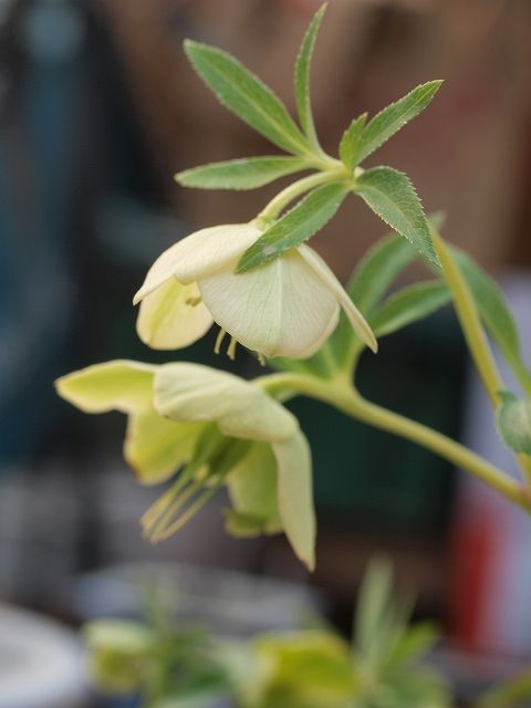 花の香り