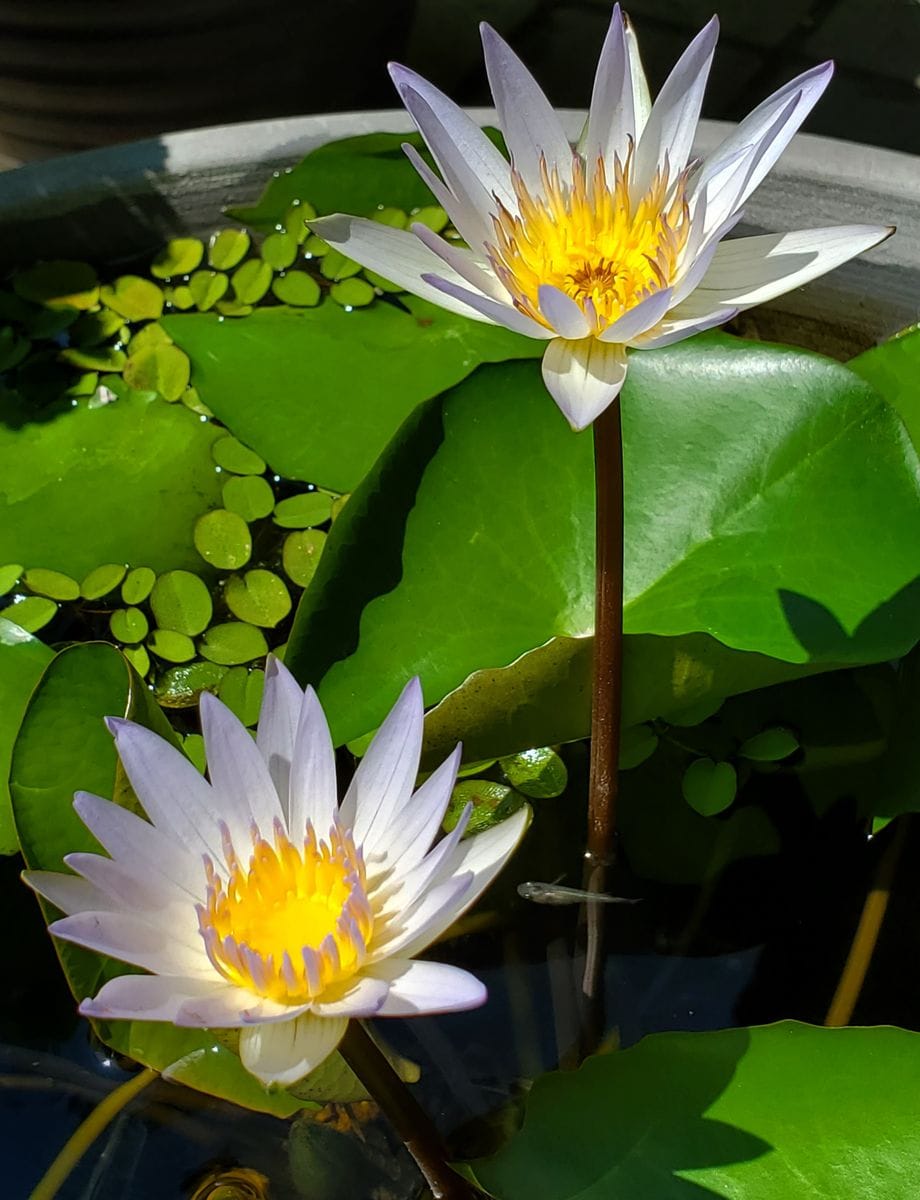 メダカさんと朝顔の花