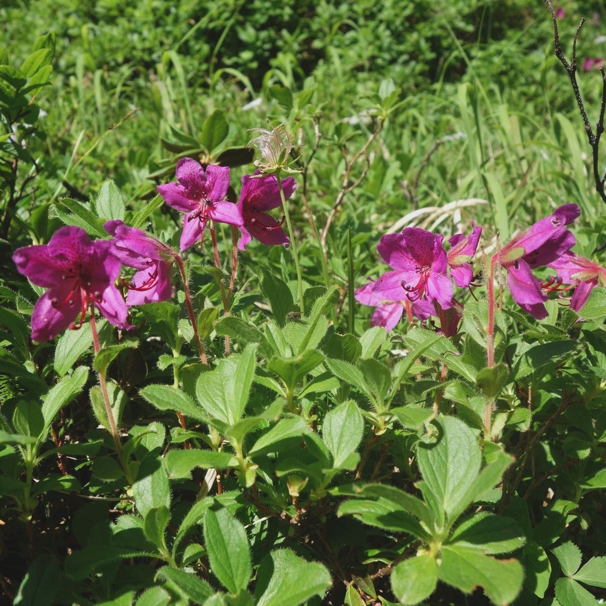 夏山の高山植物