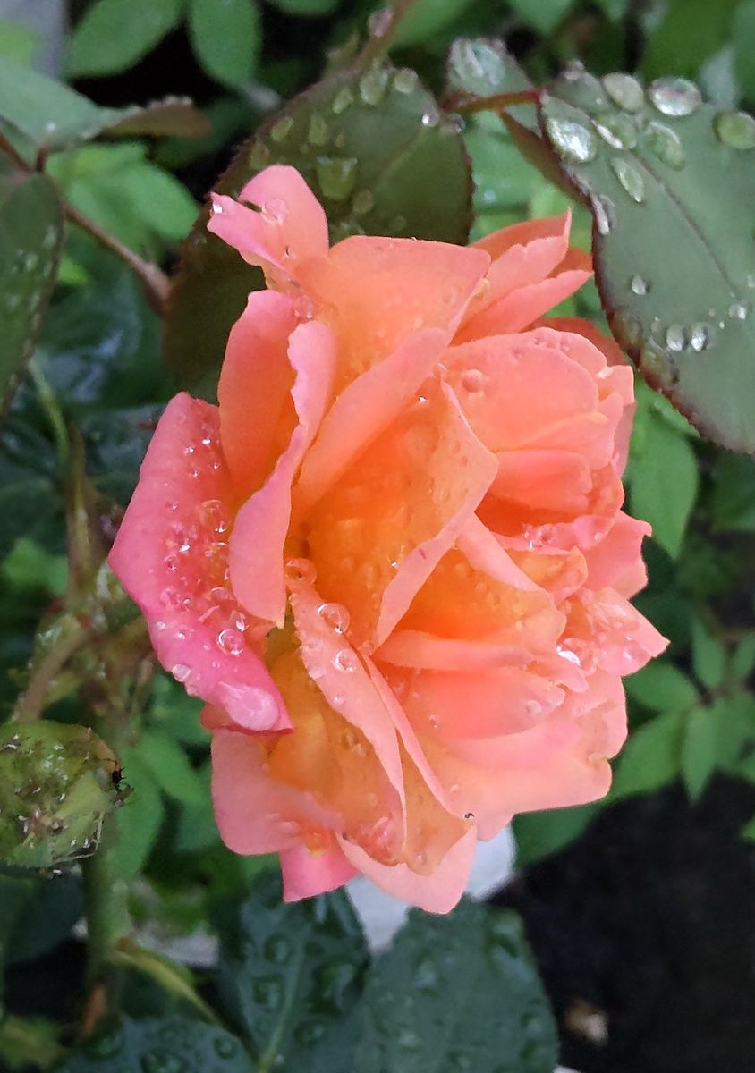 雨上がりの薔薇🌹