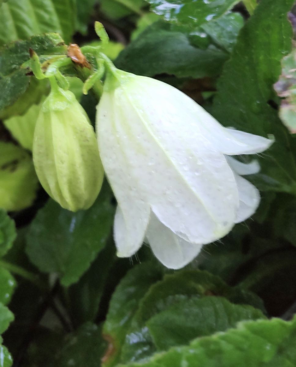 咲き続ける春の花