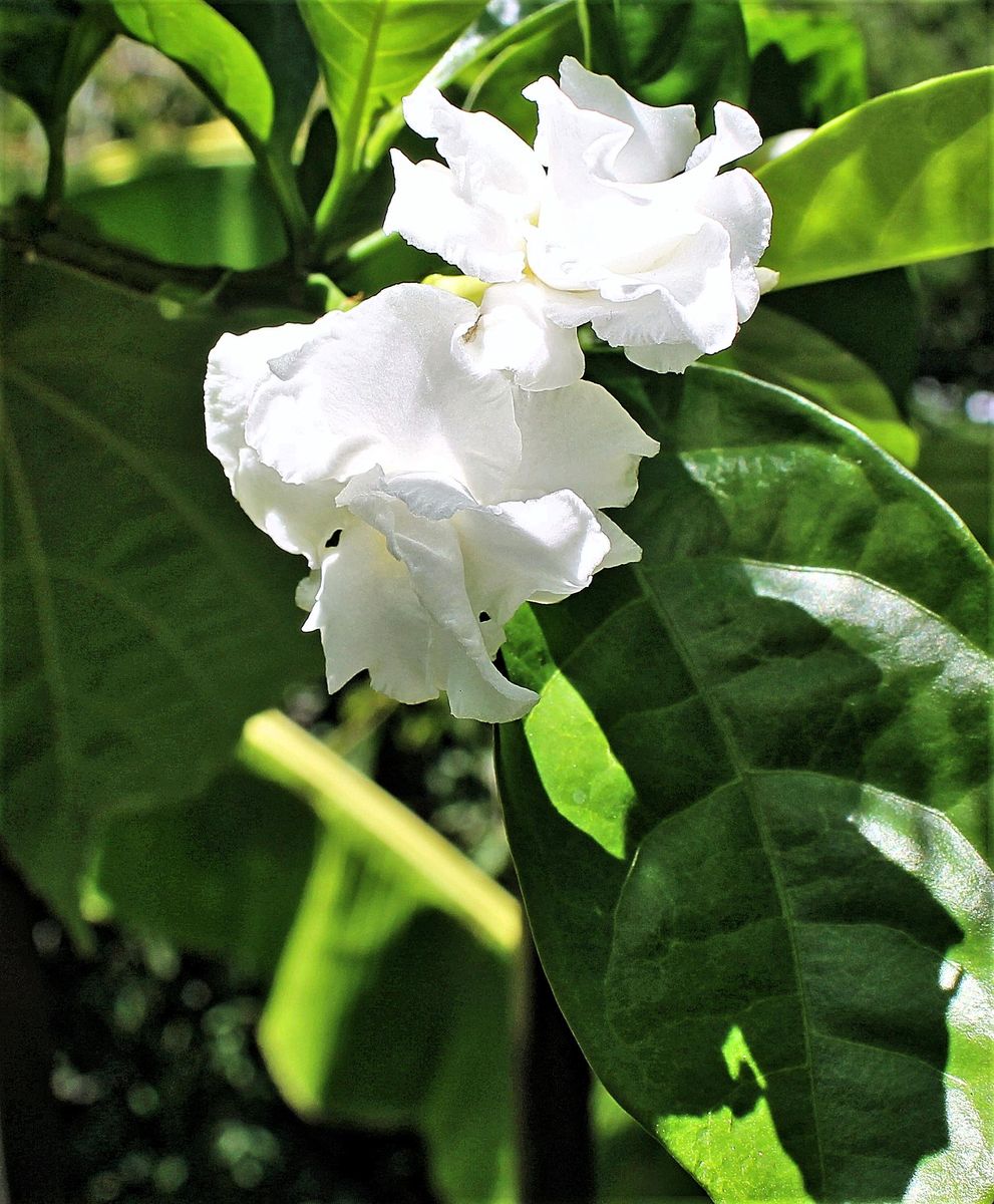 インドのお花 園芸日記byねむりねこ みんなの趣味の園芸