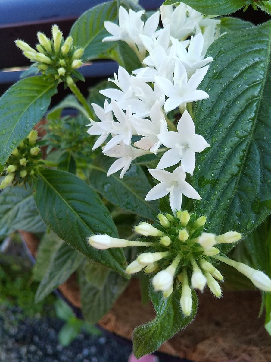 🌻🌼🏵️昨日、大きな園芸のお店🌷🌹🌺へ行ったの巻📜