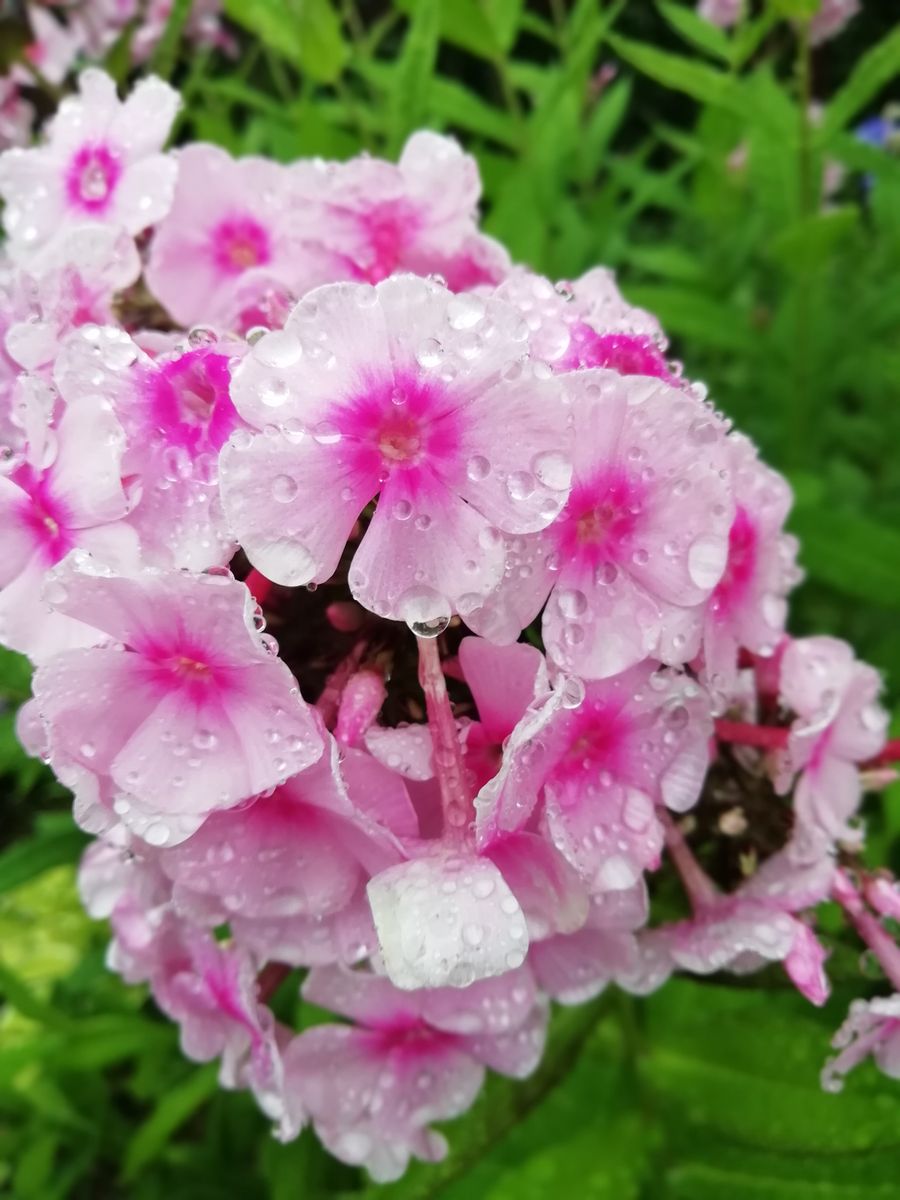 💎 ✨雨の日の宝石 ✨💎