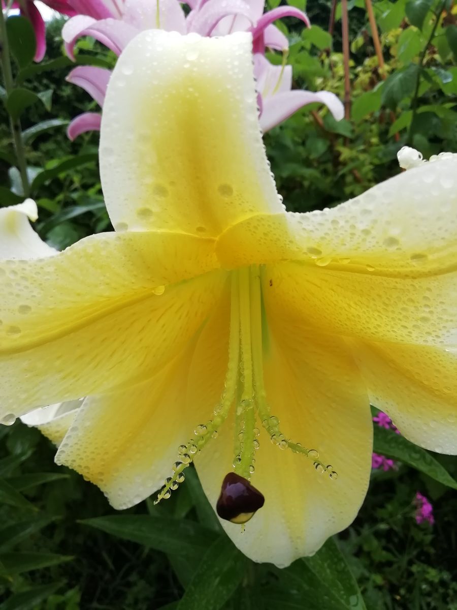 💎 ✨雨の日の宝石 ✨💎