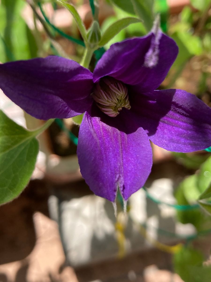 待望のロワールさん、開花です！