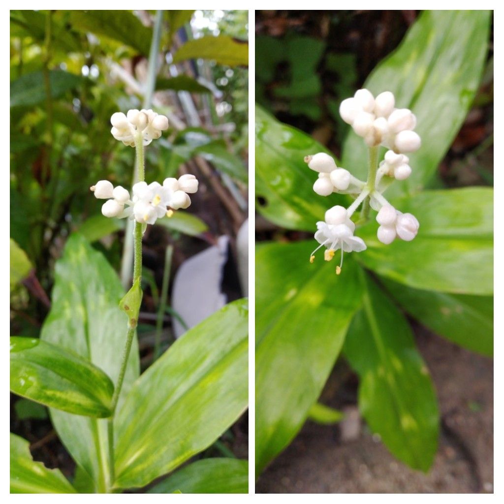 ヤブミョウガ開花！