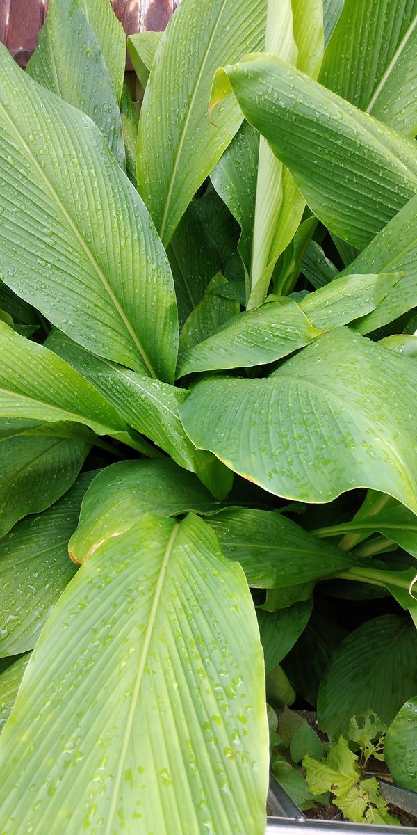 散歩道で見かけた植物！