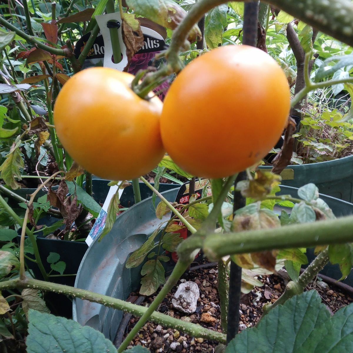 トマト🍅