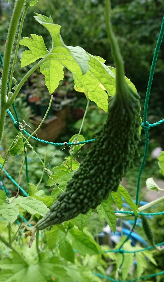 ２度目の８月