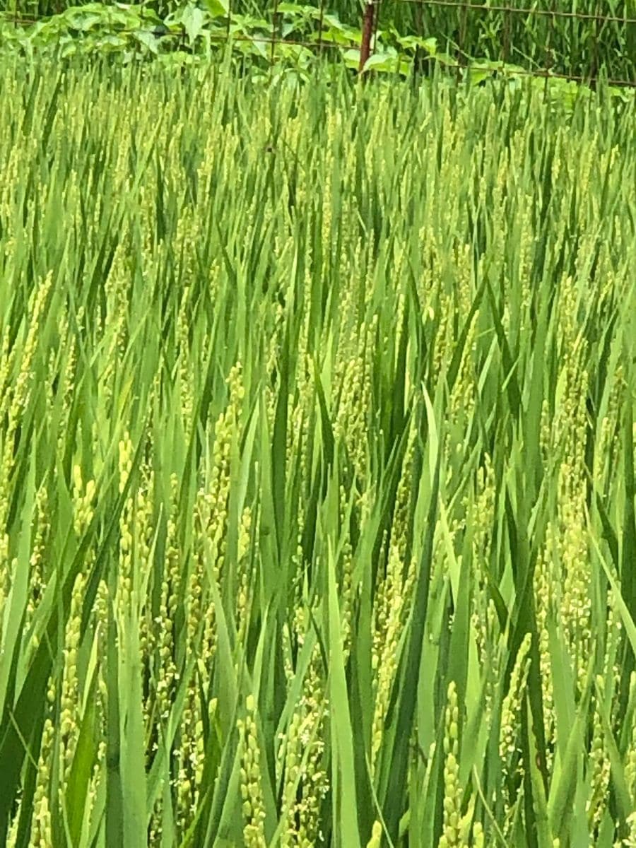 ー　夏姿　ー　今日の一枚「ぶどうを買いに」