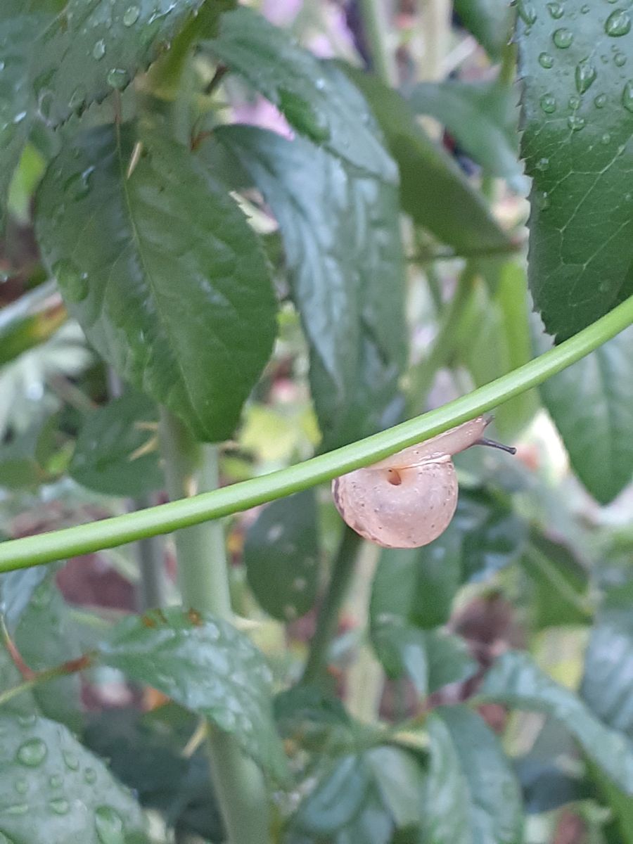 🐌かたつむりの綱渡り🐌　虫の写真ですよ～。