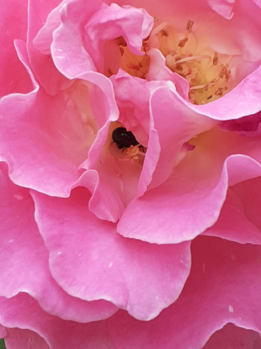 🐌かたつむりの綱渡り🐌　虫の写真ですよ～。