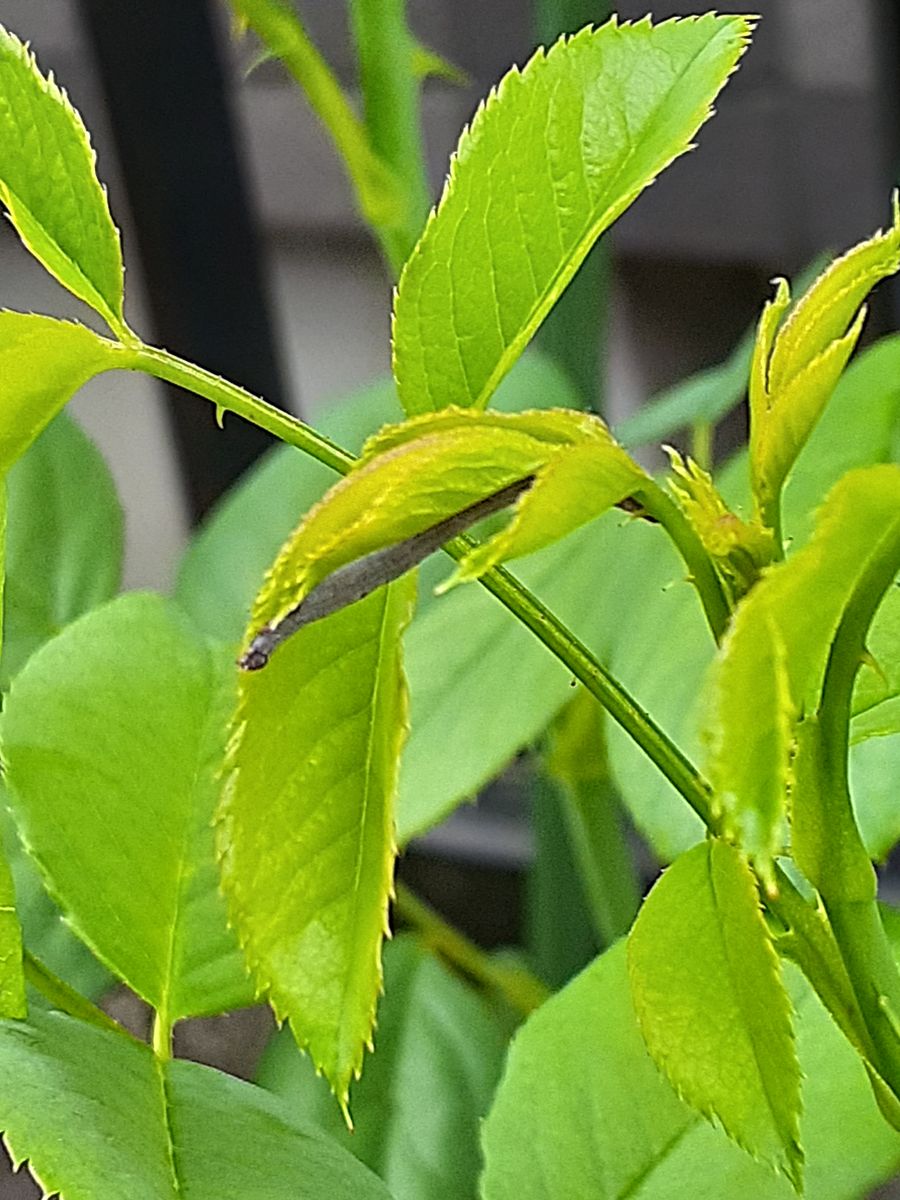 🐌かたつむりの綱渡り🐌　虫の写真ですよ～。