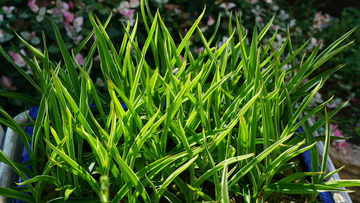 サギ草・銀河　花芽がでそろったかな