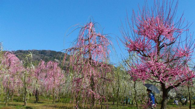 満開の曽我梅林♪