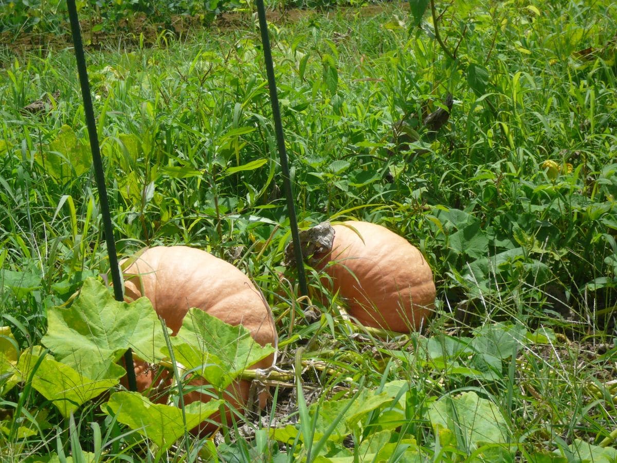 花菜ガーデンに行ってきた