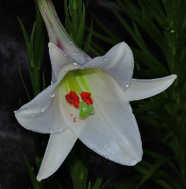 散歩道の花～高砂ゆり