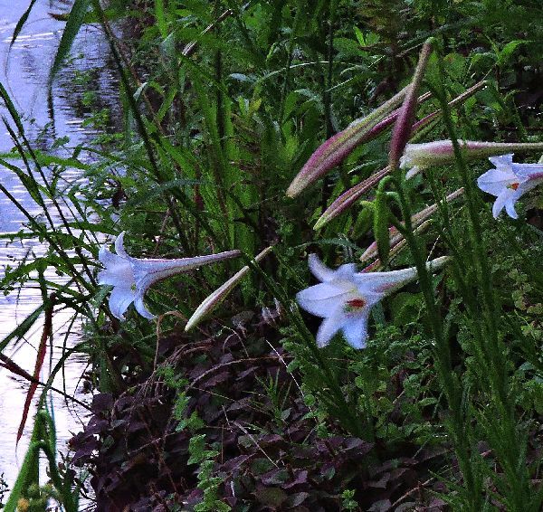 散歩道の花～高砂ゆり