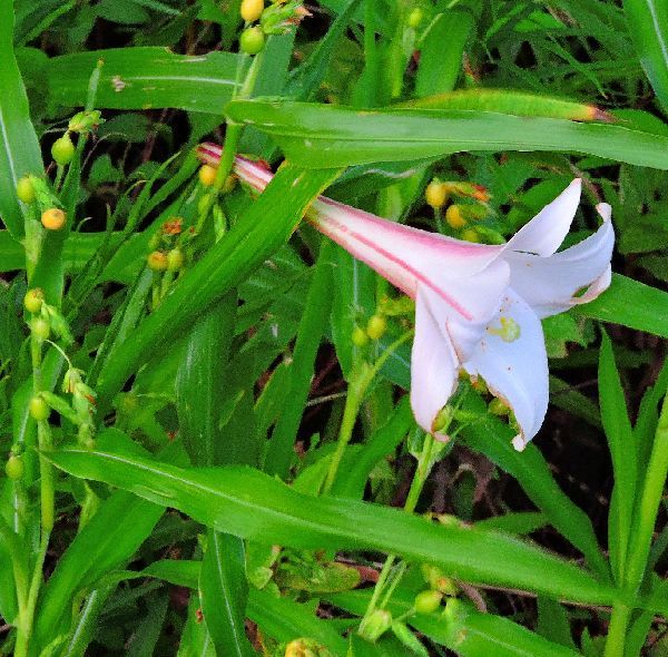 散歩道の花～高砂ゆり