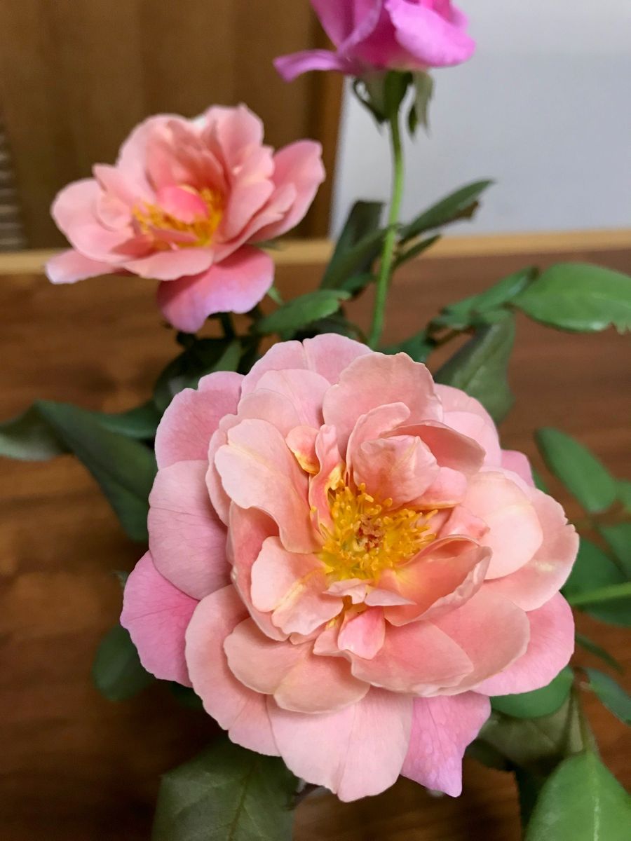 夫の薔薇　続き