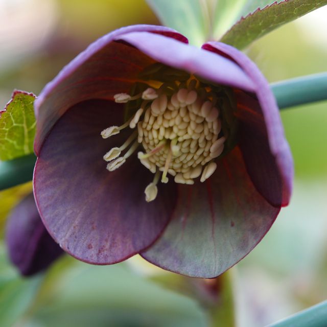 Helleborus atrorubens