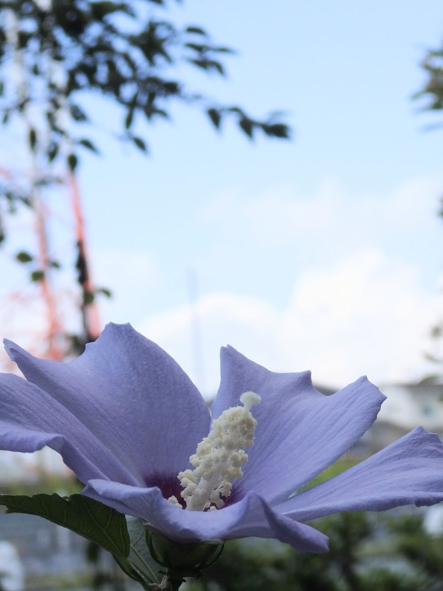 夏空の下で咲いてます。(*^^*)