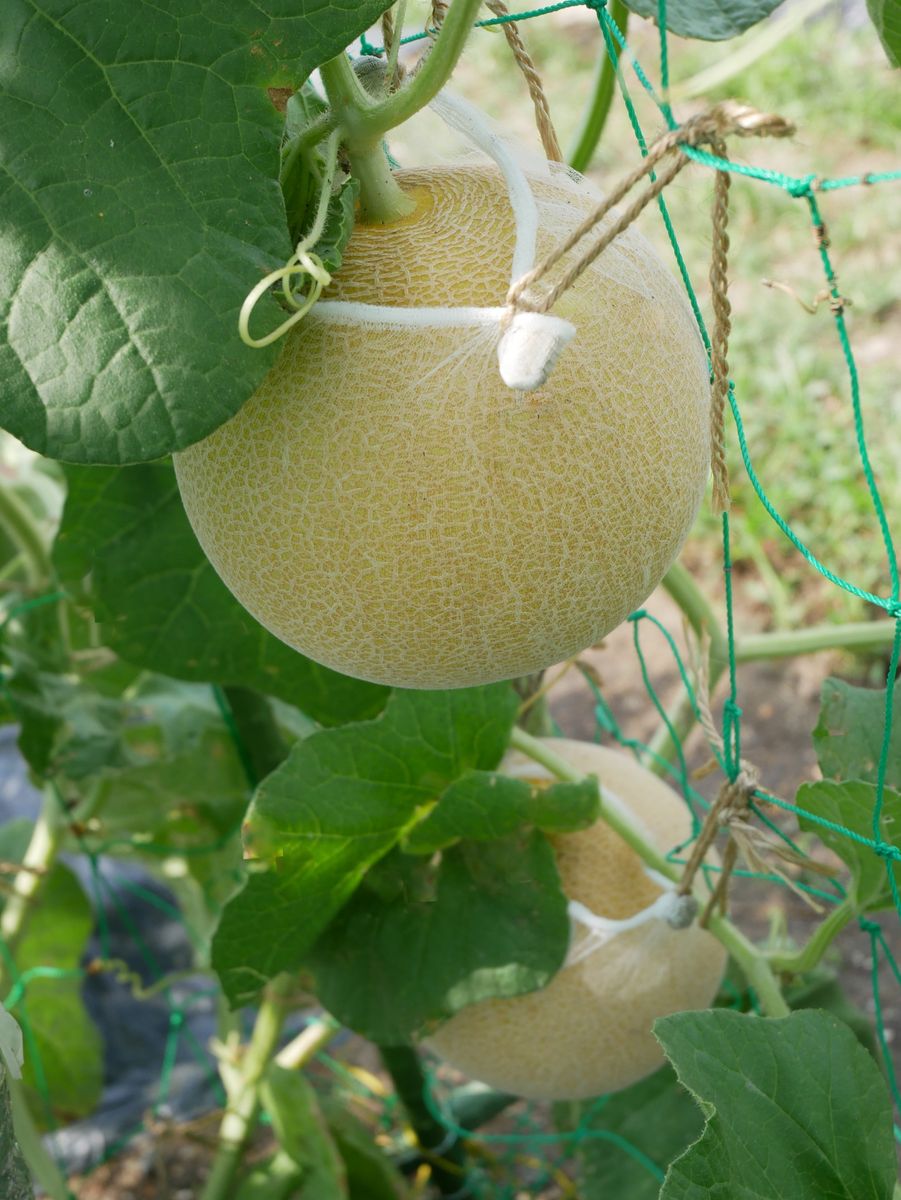 🍈 ミニメロン  収穫とドキドキの試食 🍈