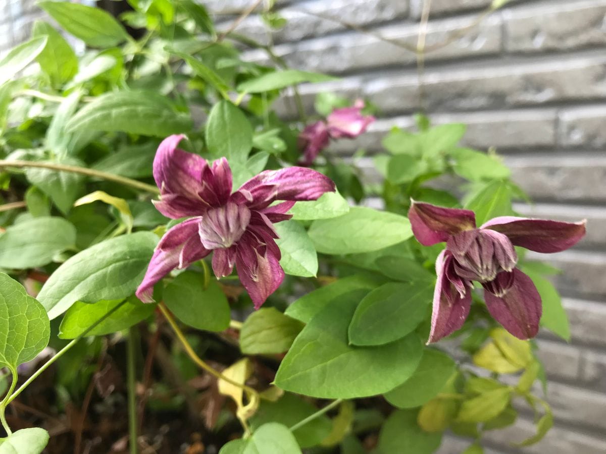 小さな台風みたいでした