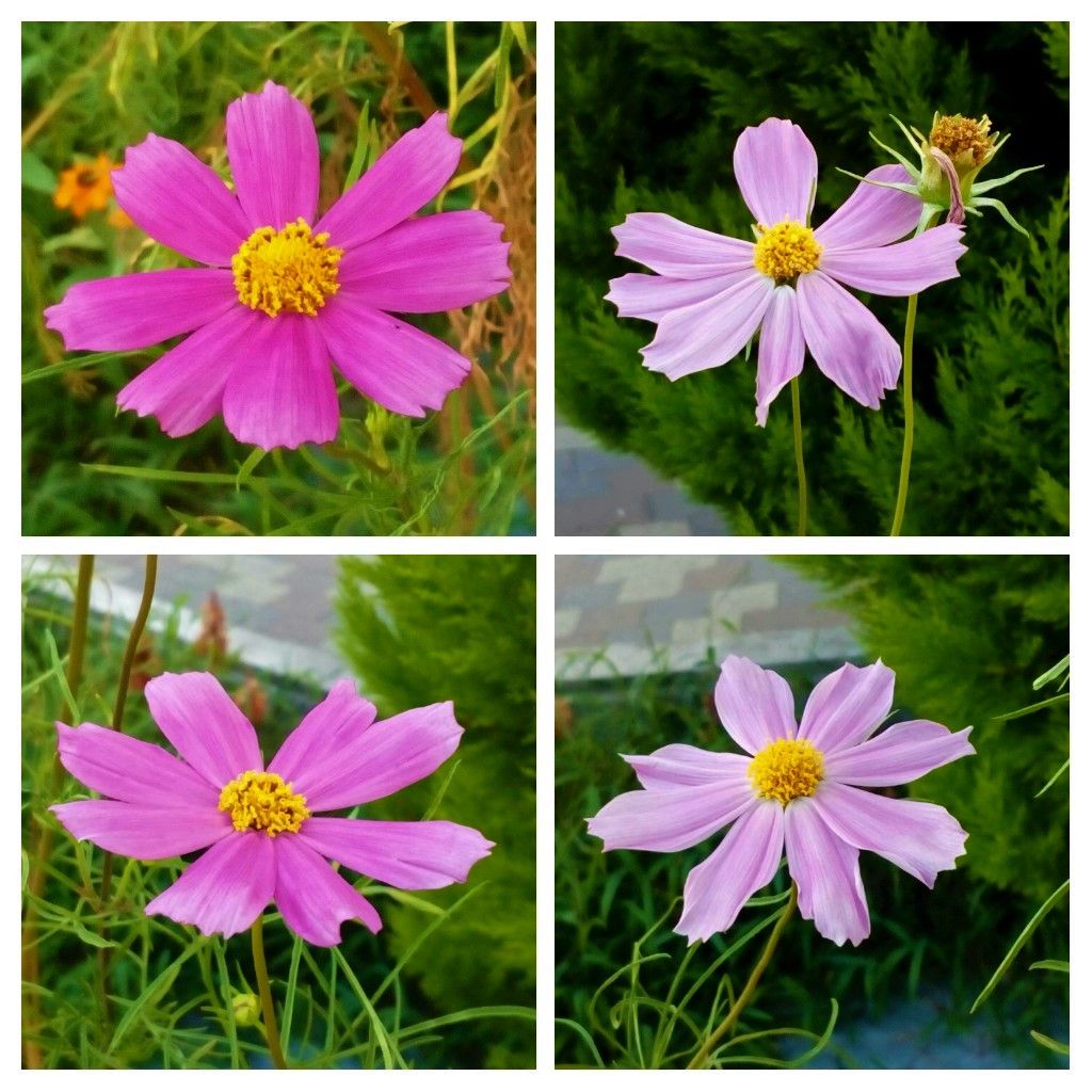 昨日のウォーキング中に見つけた花たち②