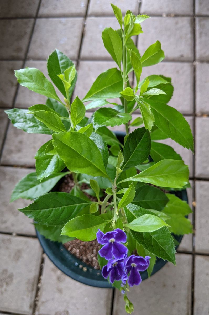 デュランタ挿し芽が開花