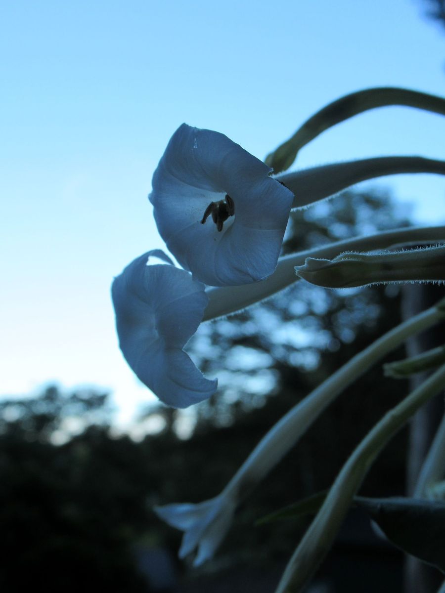 花タバコ開花中