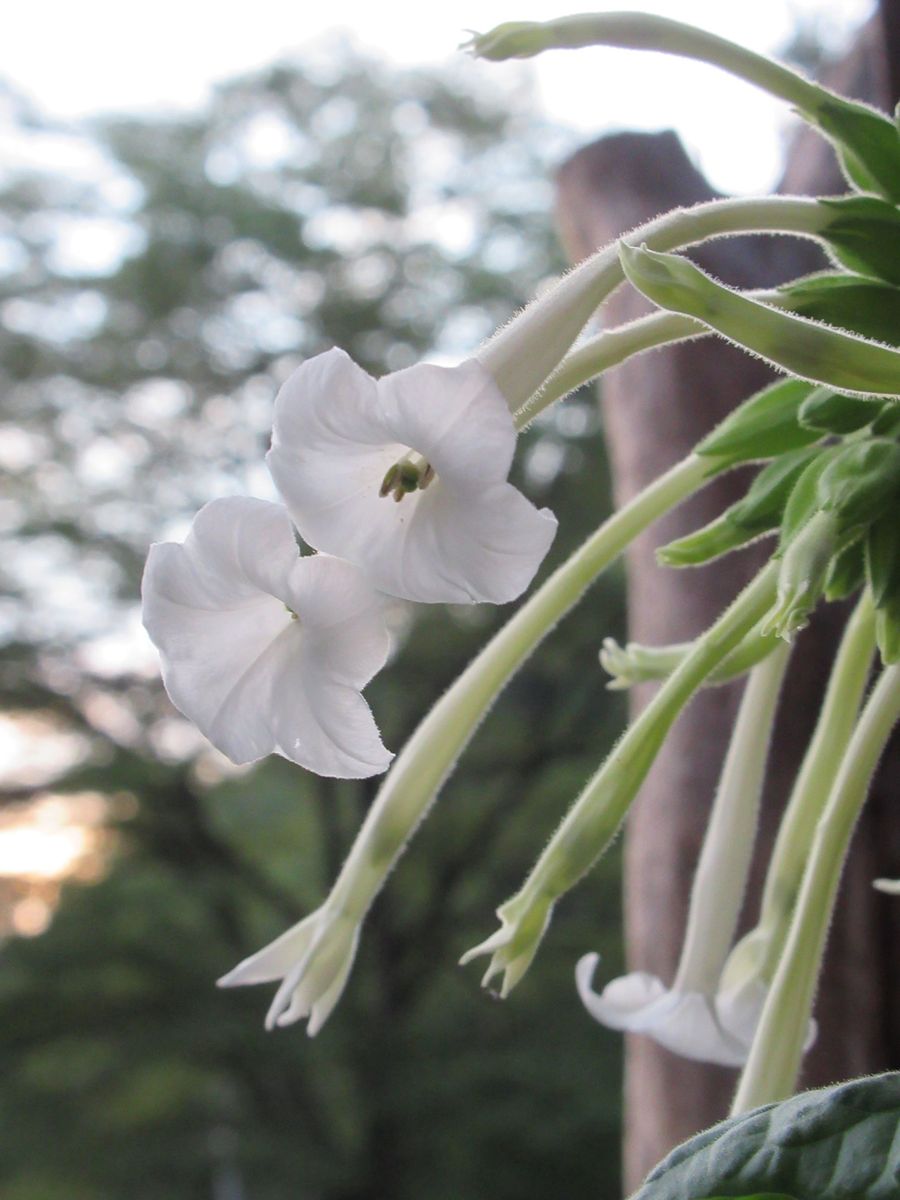 花タバコ開花中