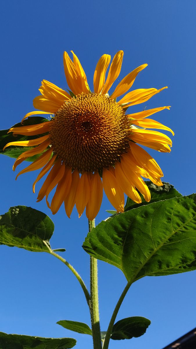 ひまわり🌻さん&ゴーヤさん